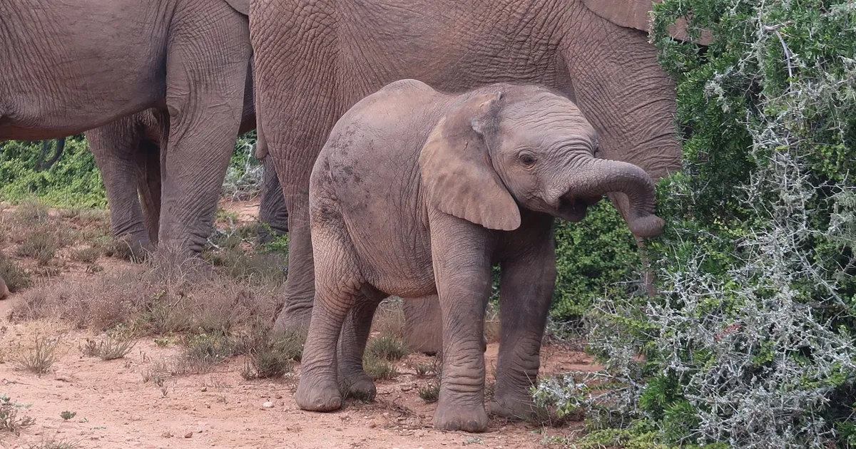 Safari in Addo Elephant National Park - Addo Main Camp Section