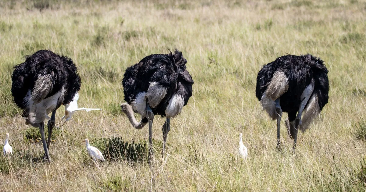 Safari in bird reserve kizimkazi