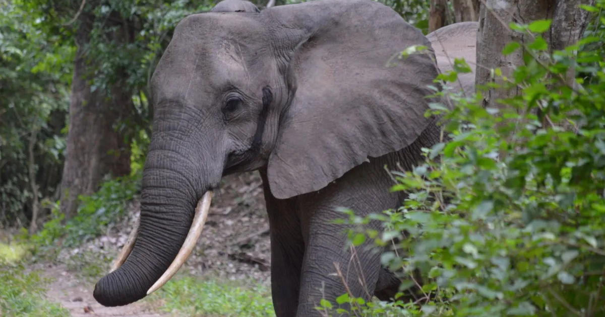 Safari in Chome Forest Reserve