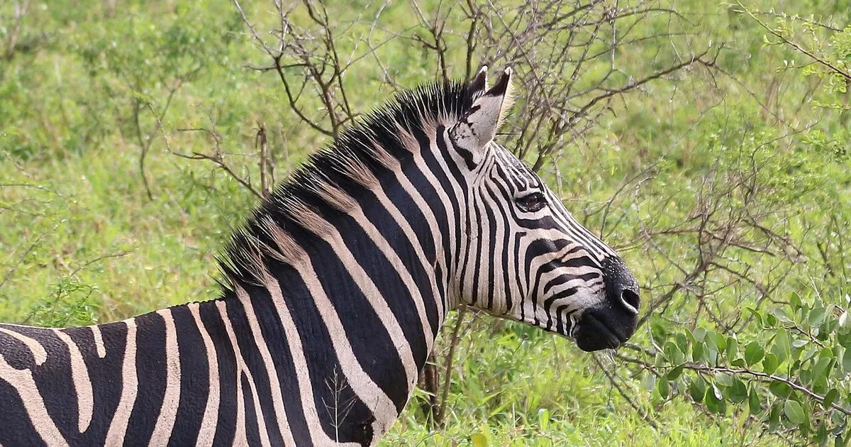 Hluhluwe-iMfolozi Park