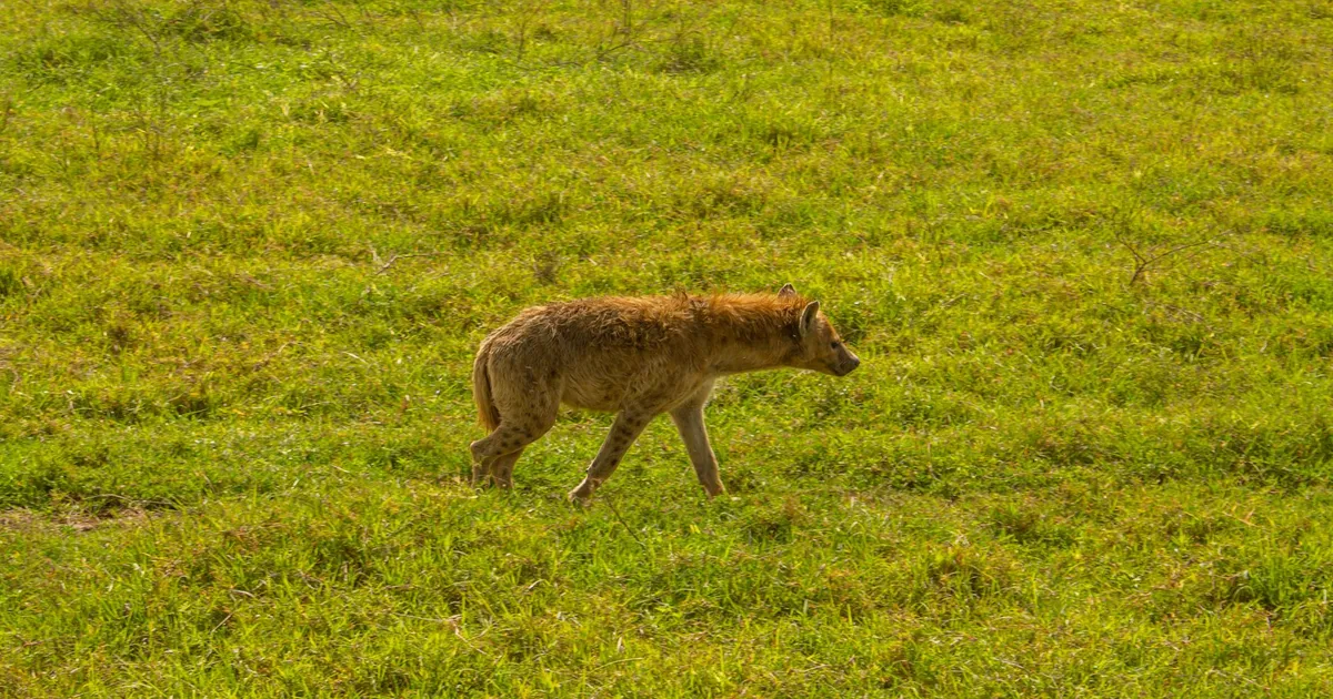 Safari in Ikona Wildlife Management Area