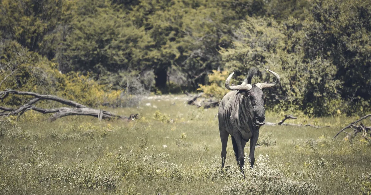 Safari in Joseph Mbambangandu Conservancy