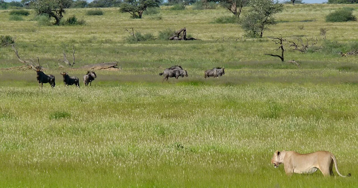 Kgalagadi Transfrontier Park
