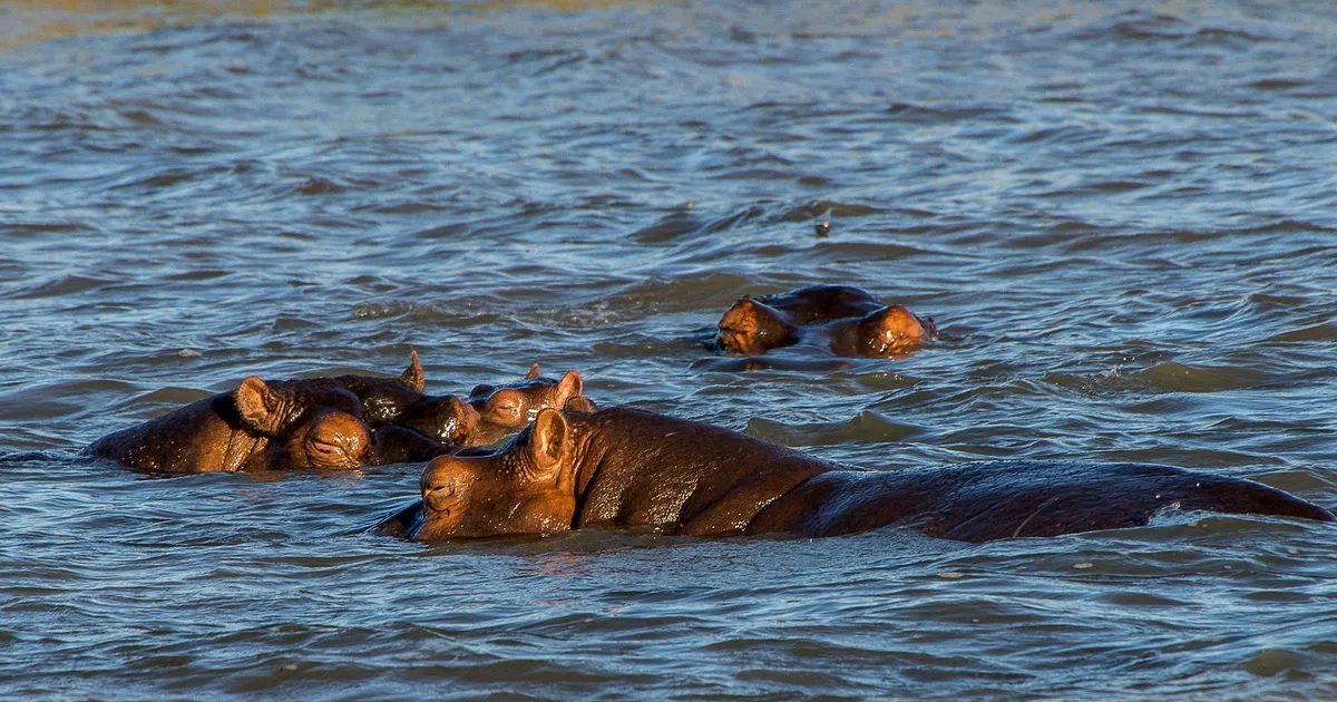 Safari in Lake Chilengwa