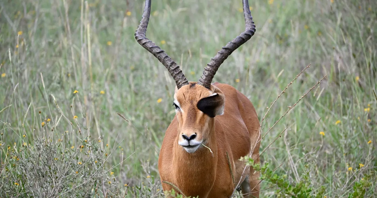 Safari in Lake Simbi National Sanctuary