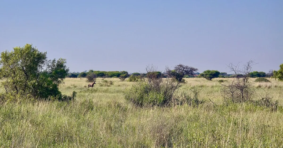 Safari in Mafikeng Game Reserve