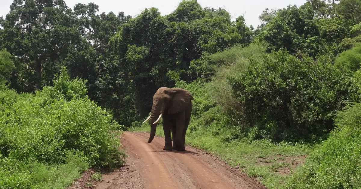 Safari in Manyara Ranch