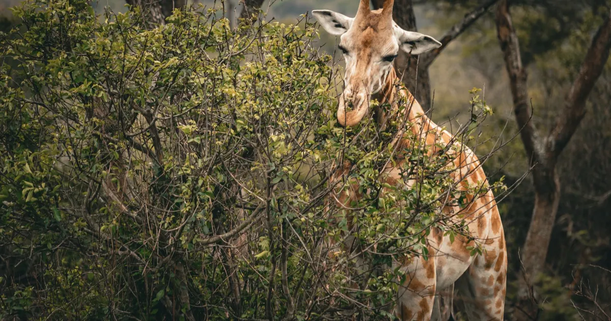 Safari in Mbarara Central Forest Reserve