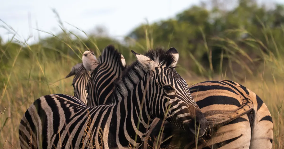 Safari in Mukalya Private Game Reserve
