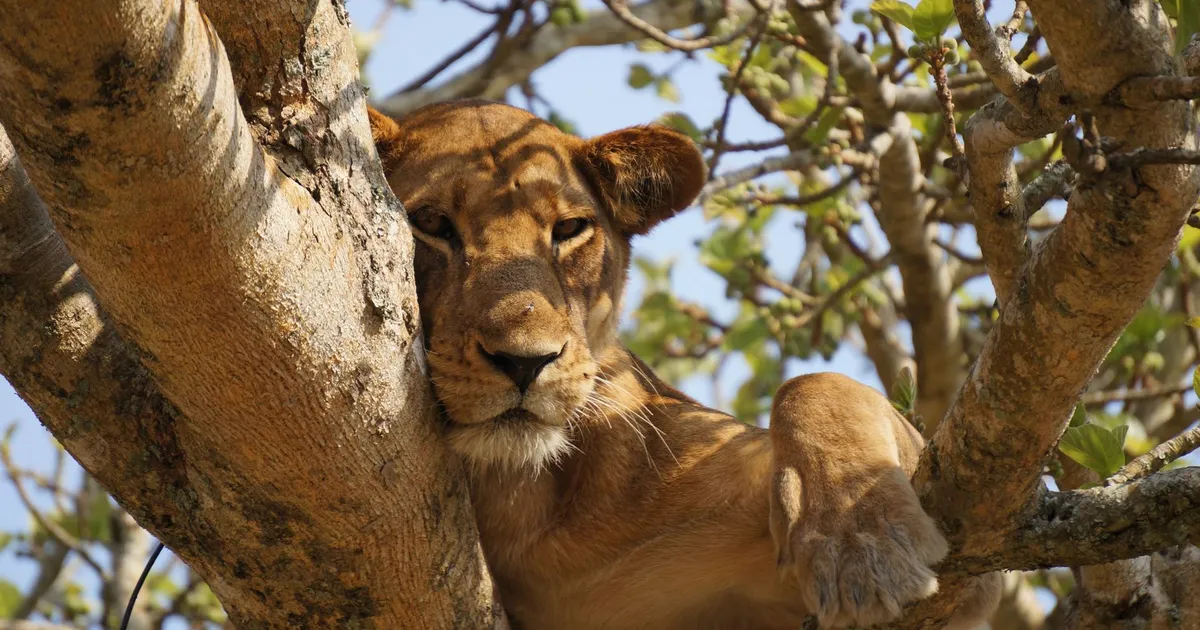 Safari in Nakaga Central Forest Reserve