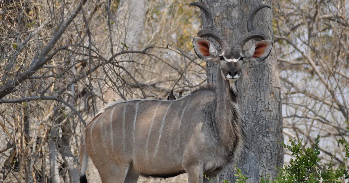NG/28 Moremi Game Reserve