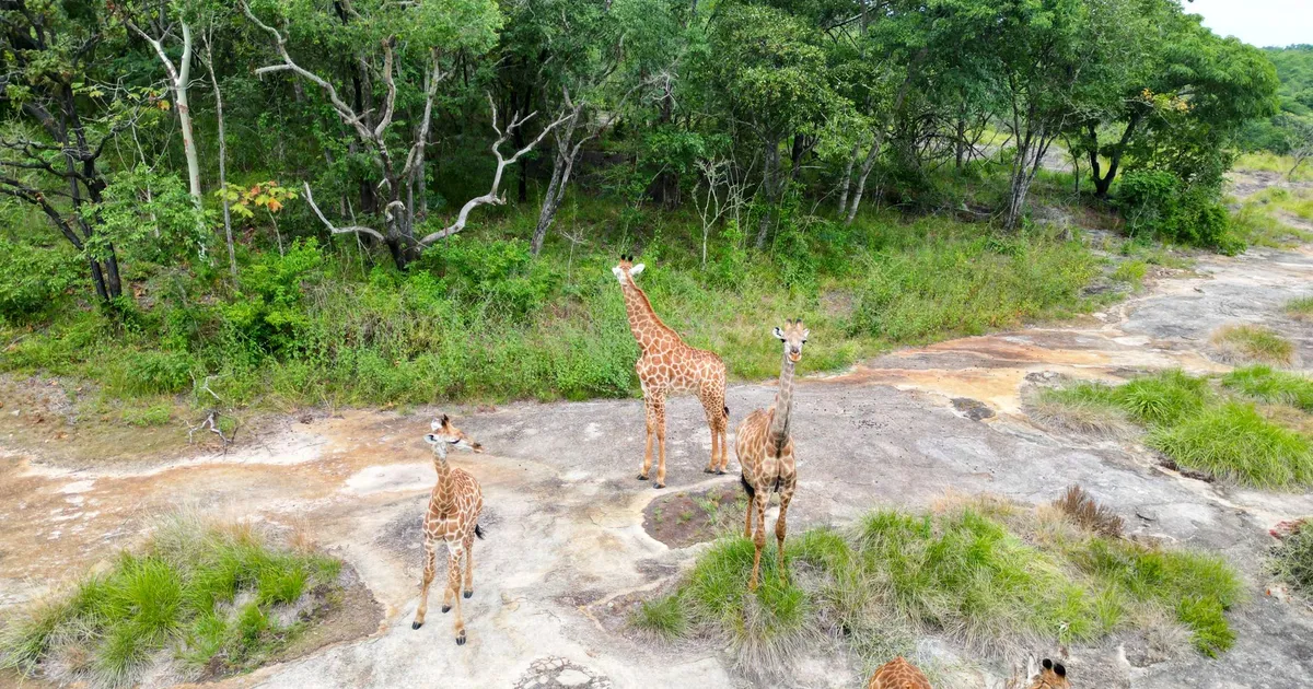 Safari in Reserva de Crusse